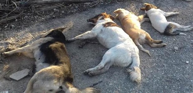 Θανάτωσαν με φόλες 11 σκυλιά 